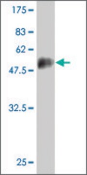 Monoclonal Anti-NOG antibody produced in mouse clone 4C9, purified immunoglobulin, buffered aqueous solution