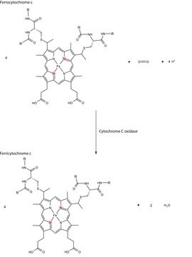 シトクロムcオキシダーゼ ウシ心臓由来 5&#160;mg protein/mL