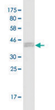 Monoclonal Anti-RABGAP1, (N-terminal) antibody produced in mouse clone 3D11, purified immunoglobulin, buffered aqueous solution