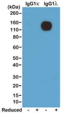 Anti-Mouse Ig Lamda Light Chain antibody, Rabbit monoclonal recombinant, expressed in HEK 293 cells, clone RM110, purified immunoglobulin