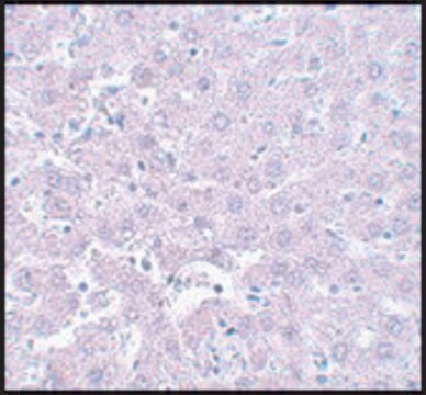 Anti-CALHM1 antibody produced in rabbit affinity isolated antibody, buffered aqueous solution