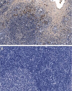 Anti-IL-6 Antibody, clone 3A7.10