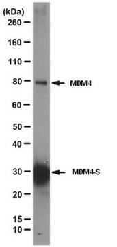 Anti-MDM4-Antikörper, Klon 7A8 clone 7A8, from mouse