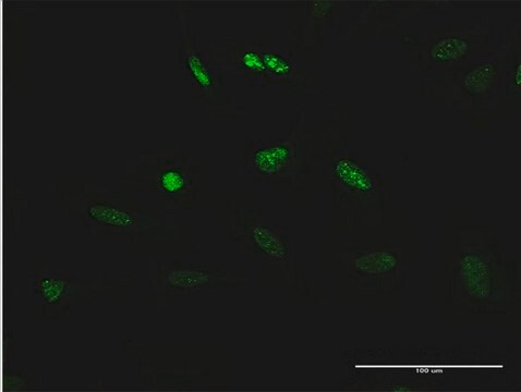 Anti-TCEB3 antibody produced in rabbit purified immunoglobulin, buffered aqueous solution