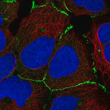 Anti-DNAJC18 antibody produced in rabbit Prestige Antibodies&#174; Powered by Atlas Antibodies, affinity isolated antibody