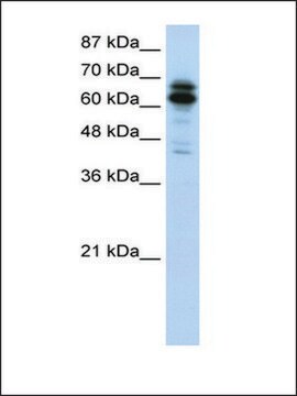 Anti-SYNCRIP (AB1) antibody produced in rabbit IgG fraction of antiserum