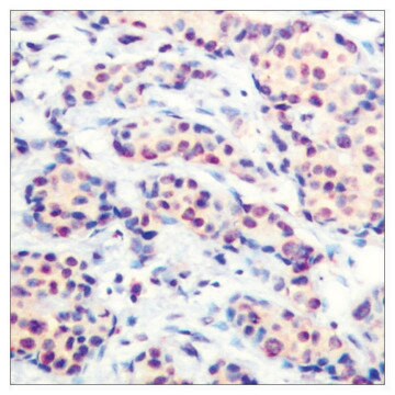 Anti-JUND antibody produced in rabbit affinity isolated antibody