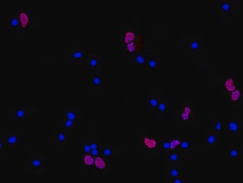 Anti-NeuN-Antikörper, Klon A60, Cy3-Konjugat clone A60, from mouse, CY3 conjugate