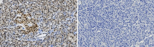 Anti-PDX1 Antibody, clone 1I16 ZooMAb&#174; Rabbit Monoclonal recombinant, expressed in HEK 293 cells