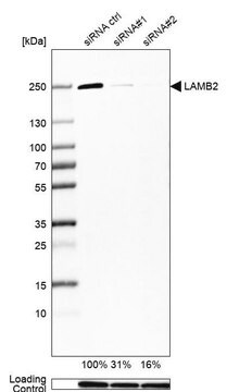 Monoklonalny anty-LAMB2 Prestige Antibodies&#174; Powered by Atlas Antibodies, clone CL2976, purified immunoglobulin, buffered aqueous glycerol solution