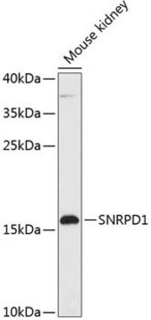 Anti-SNRPD1 antibody produced in rabbit