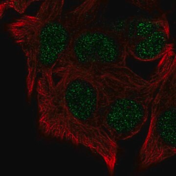 Anti-KMT5B antibody produced in rabbit Prestige Antibodies&#174; Powered by Atlas Antibodies, affinity isolated antibody