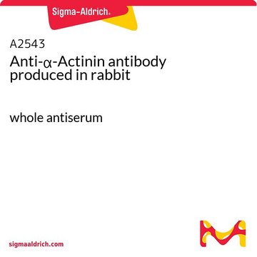 Anti-&#945;-Actinin antibody produced in rabbit whole antiserum