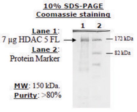 HDAC-5 full length human recombinant, expressed in baculovirus infected insect cells, &#8805;10% (SDS-PAGE)