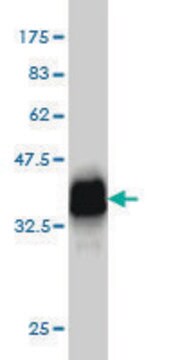 Monoclonal Anti-HBLD2 antibody produced in mouse clone 2E9, purified immunoglobulin, buffered aqueous solution