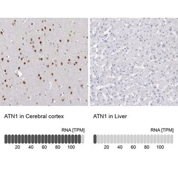 Anti-ATN1 antibody produced in rabbit Prestige Antibodies&#174; Powered by Atlas Antibodies, affinity isolated antibody, buffered aqueous glycerol solution