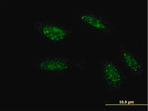 Monoclonal Anti-TWIST1, (C-terminal) antibody produced in mouse clone 2F8, purified immunoglobulin, buffered aqueous solution