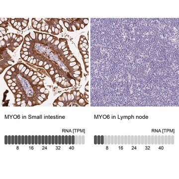 Anti-MYO6 antibody produced in rabbit Prestige Antibodies&#174; Powered by Atlas Antibodies, affinity isolated antibody, buffered aqueous glycerol solution