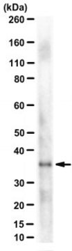 Anti-MSX1/2 Antibody, clone 4G1