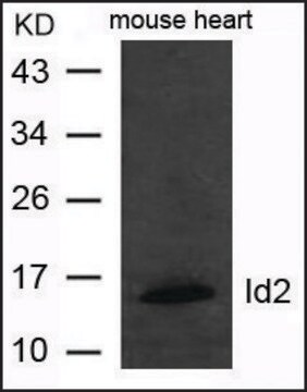 Anti-Id2 antibody produced in rabbit affinity isolated antibody