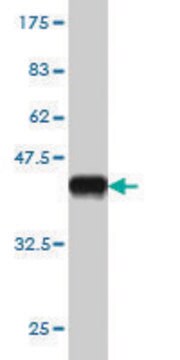 Monoclonal Anti-BARHL1 antibody produced in mouse clone 1B7, purified immunoglobulin, buffered aqueous solution