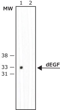 Anti-dEGF Receptor, Extracellular Domain antibody, Mouse monoclonal clone C-273, purified from hybridoma cell culture