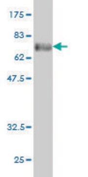 Monoclonal Anti-PHKG1 antibody produced in mouse clone 2G6, purified immunoglobulin, buffered aqueous solution