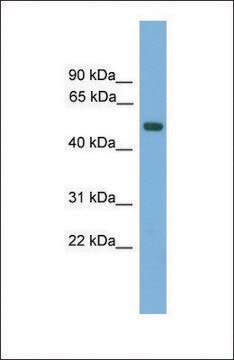 Anti-AMN, (N-terminal) antibody produced in rabbit affinity isolated antibody