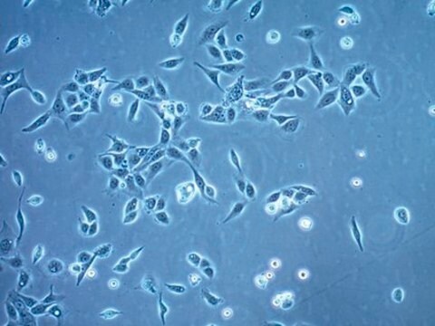 Línea celular del carcinoma epidermoide bucal humano OECM-1 OECM-1 human oral squamous carcinoma cell line is suitable for studies of cancer cell signaling, epithelial-mesenchymal transition (EMT), metastasis, invasion, and cancer cell stemness.