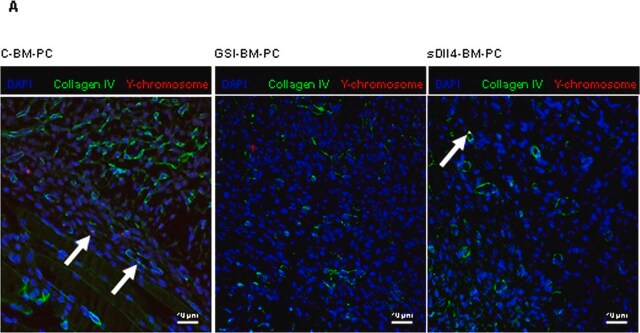 Anticorpo anti-collagene di tipo IV Chemicon&#174;, from goat