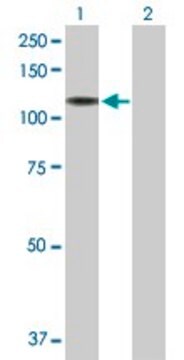 Anti-NRCAM antibody produced in rabbit purified immunoglobulin, buffered aqueous solution