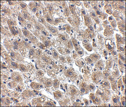 抗アルブミン抗体 ニワトリ宿主抗体 affinity isolated antibody, buffered aqueous solution