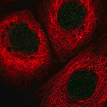 抗HLTF抗体 ウサギ宿主抗体 Prestige Antibodies&#174; Powered by Atlas Antibodies, affinity isolated antibody