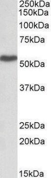 Anti-LSP1 antibody produced in goat affinity isolated antibody, buffered aqueous solution