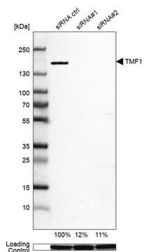 抗TMF1抗体 ウサギ宿主抗体 Prestige Antibodies&#174; Powered by Atlas Antibodies, affinity isolated antibody, buffered aqueous glycerol solution