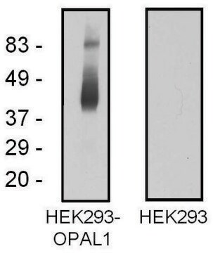 Monoclonal Anti-OPAL1 antibody produced in mouse clone OPAL1-01