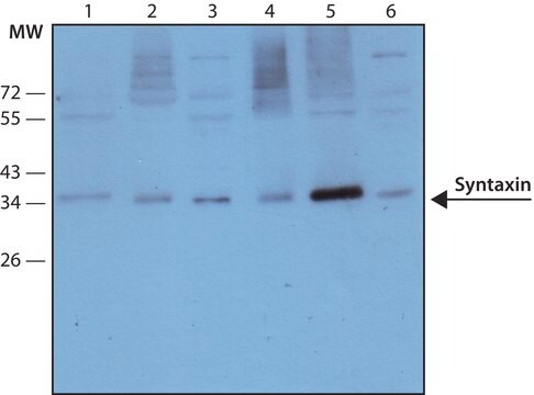 Monoclonal Anti-Syntaxin antibody produced in mouse clone HPC-1, ascites fluid