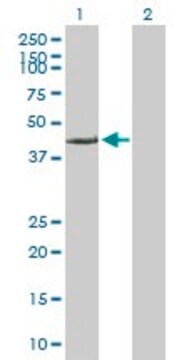 Anti-FARS2 antibody produced in mouse purified immunoglobulin, buffered aqueous solution