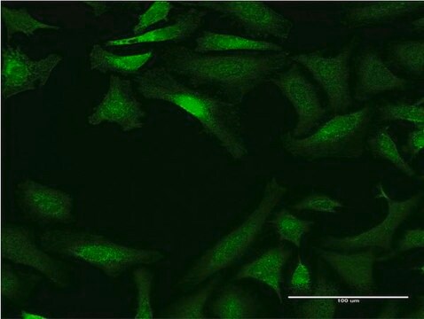 Monoclonal Anti-CYP26B1 antibody produced in mouse clone 2G7, purified immunoglobulin, buffered aqueous solution