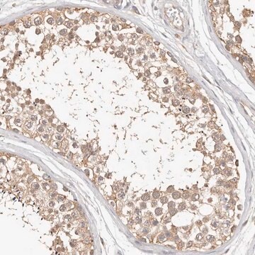 Anti-MTFR2 antibody produced in rabbit Prestige Antibodies&#174; Powered by Atlas Antibodies, affinity isolated antibody, buffered aqueous glycerol solution, ab1