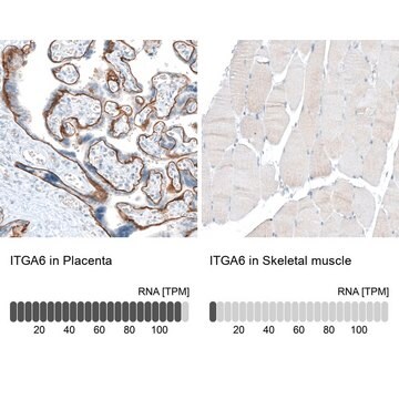 Monoclonal Anti-ITGA6 antibody produced in mouse Prestige Antibodies&#174; Powered by Atlas Antibodies, clone CL6957, purified immunoglobulin, buffered aqueous glycerol solution