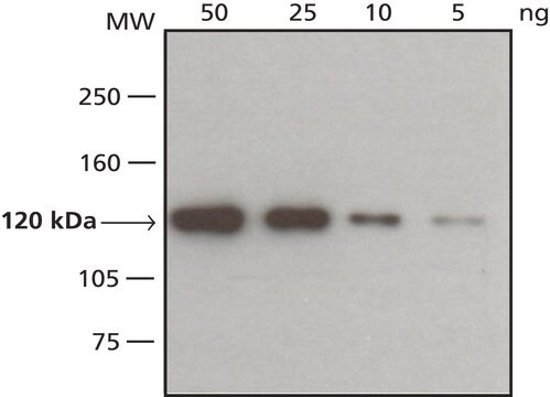 抗-VSV糖蛋白单克隆抗体 1.0-1.5&#160;mg/mL, clone P5D4, purified from hybridoma cell culture