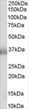 抗APOE抗体 ヤギ宿主抗体 affinity isolated antibody, buffered aqueous solution