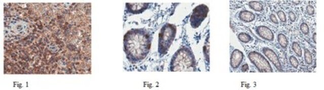 抗-Caspase 1抗体 from rabbit, purified by affinity chromatography