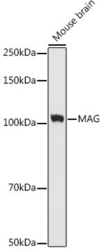 Anti-MAG Antibody, clone 8Q7K5, Rabbit Monoclonal