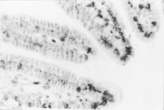 Anticuerpo anti-ADN, específico monocatenario, clon F7-26 clone F7-26, Chemicon&#174;, from mouse