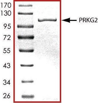 PRKG2、活性型、GSTタグ融合 ヒト PRECISIO&#174; Kinase, recombinant, expressed in baculovirus infected Sf9 cells, &#8805;70% (SDS-PAGE), buffered aqueous glycerol solution