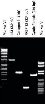 Pwo DNA 聚合酶