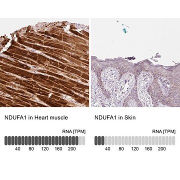 Anti-NDUFA1 antibody produced in rabbit Prestige Antibodies&#174; Powered by Atlas Antibodies, affinity isolated antibody, buffered aqueous glycerol solution