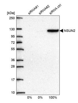 抗-NSUN2 兔抗 Prestige Antibodies&#174; Powered by Atlas Antibodies, affinity isolated antibody, buffered aqueous glycerol solution